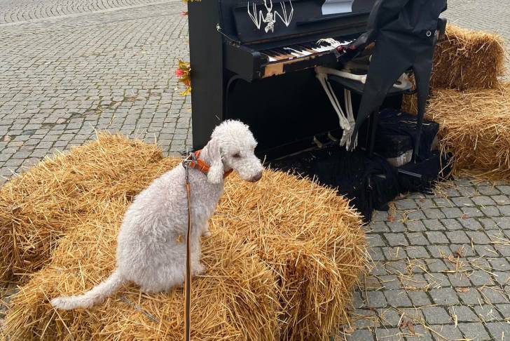 Un Bedlington Terrier assis sur du foin et qui est tenu en laisse 
