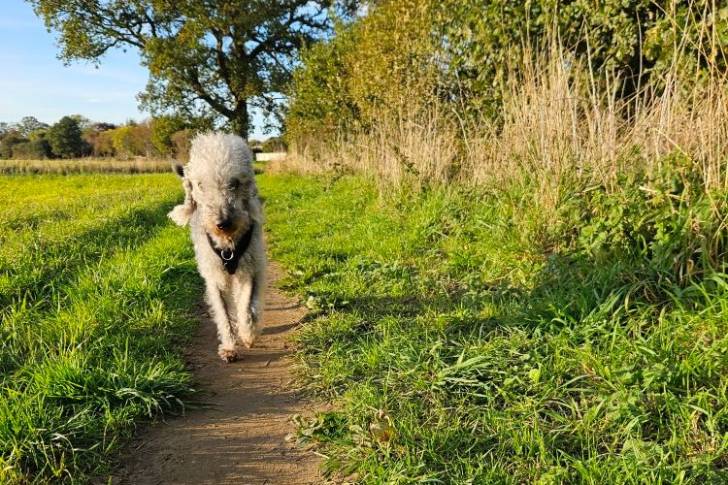 Un Bedlington Terrier sur un chemin en terre et portant un harnais 
