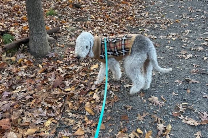 Un Bedlington Terrier sur un sol jonchés de feuilles mortes et qui est tenu en laisse 