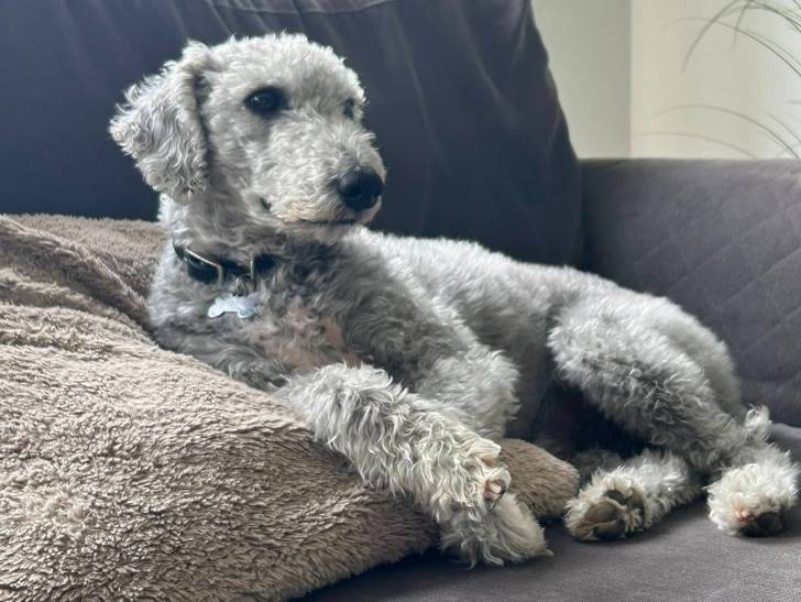 Un Bedlington Terrier allongé sur un canapé et portant un collier autour du cou
