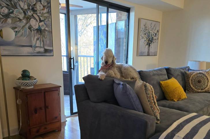 Un Bedlington Terrier allongé sur un canapé 