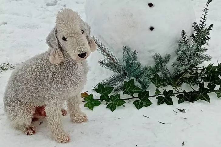 Un Bedlington Terrier assis sur une surface enneigée 