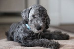 Photo Bedlington Terrier