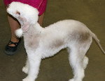 Photo Bedlington Terrier