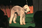 Photo Bedlington Terrier