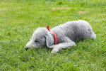 Photo Bedlington Terrier