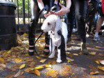 Photo Bedlington Terrier