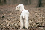 Photo Bedlington Terrier