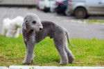 Photo Bedlington Terrier