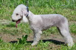 Photo Bedlington Terrier