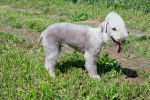 Photo Bedlington Terrier
