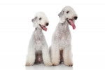 Photo Bedlington Terrier