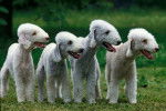 Photo Bedlington Terrier
