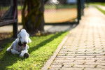 Photo Bedlington Terrier