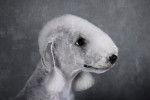 Photo Bedlington Terrier