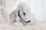 Photo Bedlington Terrier