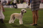 Photo Bedlington Terrier