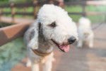 Photo Bedlington Terrier