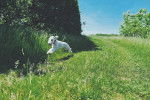 Un Bedlington Terrier courant sur un terrain herbeux et portant un collier autour du cou