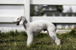Un Bedlington Terrier sur une surface herbacée 