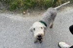 Un Bedlington Terrier sur une surface bitumée et portant un collier autour du cou