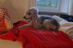 Un Bedlington Terrier allongé sur un lit 