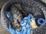 Un Bedlington Terrier allongé dans un panier et semblant dormir 