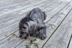 Un Bedlington Terrier allongé sur un plancher 