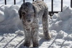 Un Bedlington Terrier sur une surface enneigée 