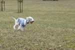 Un Bedlington Terrier courant sur un terrain herbeux et portant un habit pour chien 