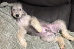 Un Bedlington Terrier allongé sur un canapé et regardant vers la caméra