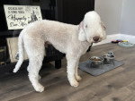 Un Bedlington Terrier sur un plancher 