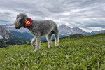 Un Bedlington Terrier sur une surface herbacée et portant un foulard autour du cou