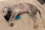 Un Bedlington Terrier allongé sur un tapis