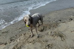 Un Bedlington Terrier sur une surface sableuse et ayant une balle dans sa gueule 
