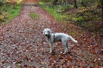 Un Bedlington Terrier sur un sol jonchés de feuilles mortes et portant un harnais 