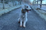 Un Bedlington Terrier assis sur une route bitumée et portant un collier autour du cou