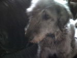 Zak - Bedlington Terrier Mâle (12 ans)