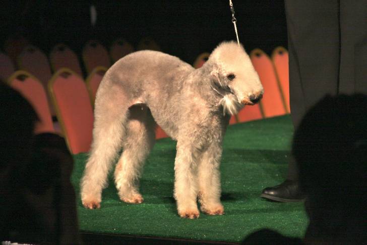 Photo Bedlington Terrier