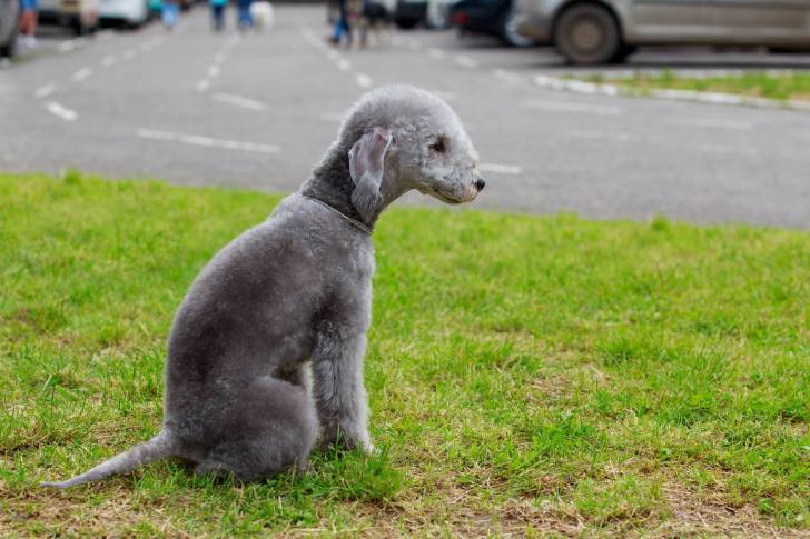Photo Bedlington Terrier
