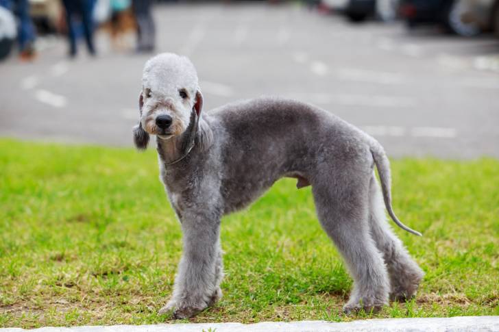Photo Bedlington Terrier