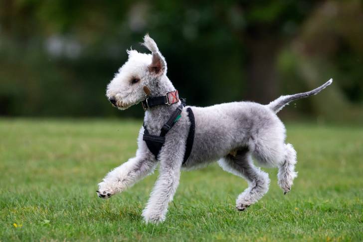 Photo Bedlington Terrier