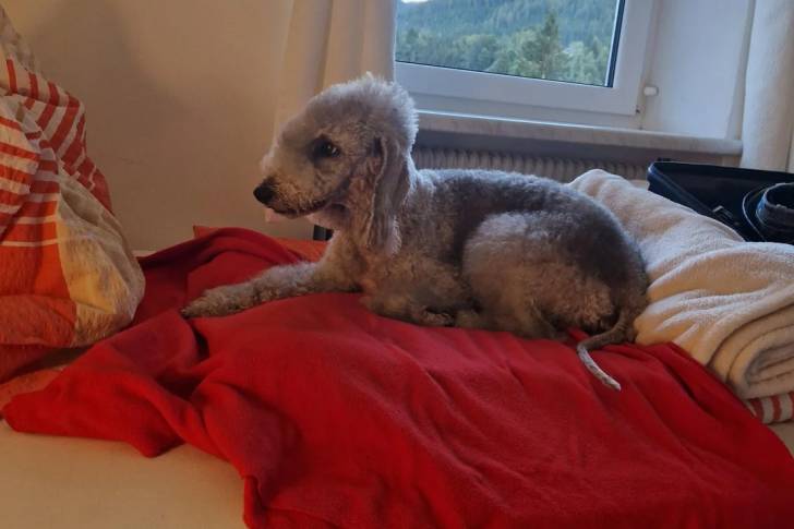 Un Bedlington Terrier allongé sur un lit 