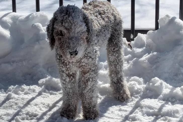 Un Bedlington Terrier sur une surface enneigée 