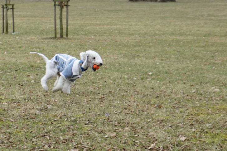 Un Bedlington Terrier courant sur un terrain herbeux et portant un habit pour chien 
