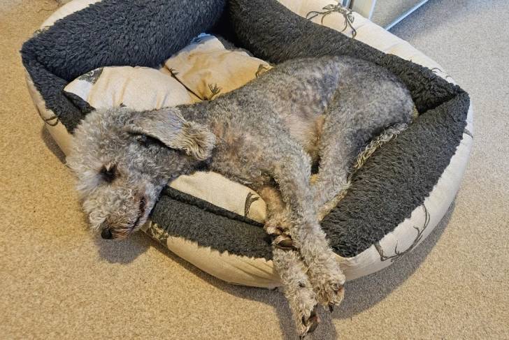 Un Bedlington Terrier allongé dans un panier 