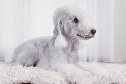 Un Bedlington Terrier allongé sur un tapis blanc