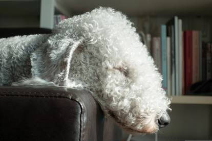 Vue proche d'un Bedlington qui dort sur un fauteuil
