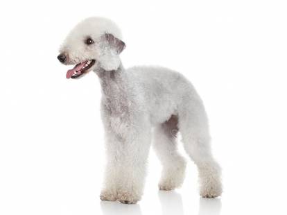 Photo Bedlington Terrier