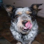 Un Blue-Tzu Heeler assis sur un sol carrel&eacute;